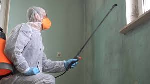 Why You Should Choose Our Mold Remediation Services in Rollingwood, TX