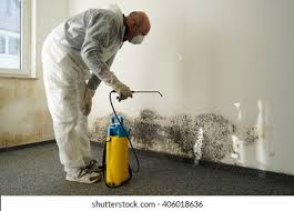 Environmental Consulting for Mold Prevention in Rollingwood, TX